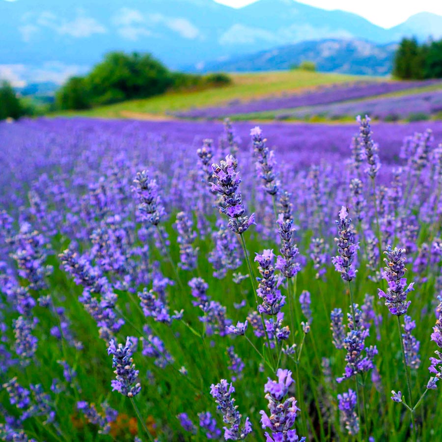 Parco della lavanda calabria